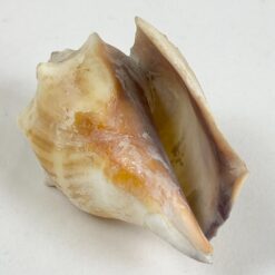 Jūrinės sraigės kriauklė 5,5x9x4,5 cm