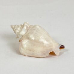Jūrinės sraigės kriauklė 5x8x3,5 cm