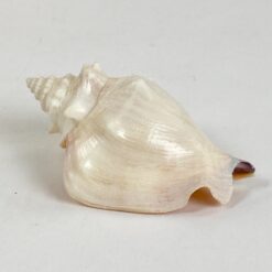 Jūrinės sraigės kriauklė 5x8x3,5 cm
