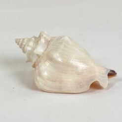 Jūrinės sraigės kriauklė 5x8x3,5 cm