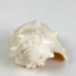 Jūrinės sraigės kriauklė 5x8x3,5 cm