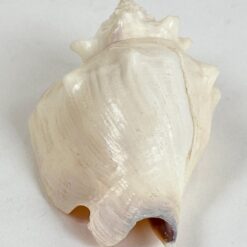 Jūrinės sraigės kriauklė 5x8x3,5 cm