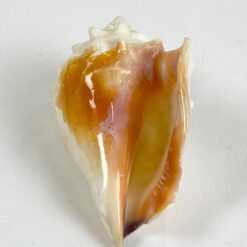 Jūrinės sraigės kriauklė 5x8x3,5 cm
