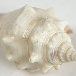 Jūrinės sraigės kriauklė 5x8x3,5 cm