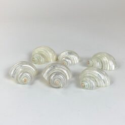 Šlifuotos jūrinių sraigių kriauklės 6 vnt. komplektas 5,5x5,5x3 cm