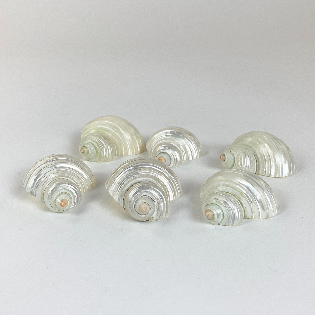 HN2967-gamtos-objektai-0 Šlifuotos jūrinių sraigių kriauklės 6 vnt. komplektas 5,5×5,5×3 cm