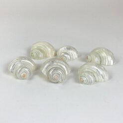 Šlifuotos jūrinių sraigių kriauklės 6 vnt. komplektas 5,5×5,5×3 cm