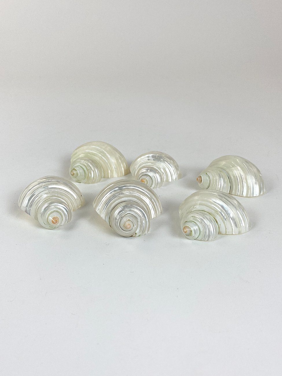 HN2967-gamtos-objektai-1 Šlifuotos jūrinių sraigių kriauklės 6 vnt. komplektas 5,5×5,5×3 cm