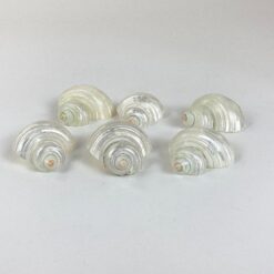 Šlifuotos jūrinių sraigių kriauklės 6 vnt. komplektas 5,5×5,5×3 cm