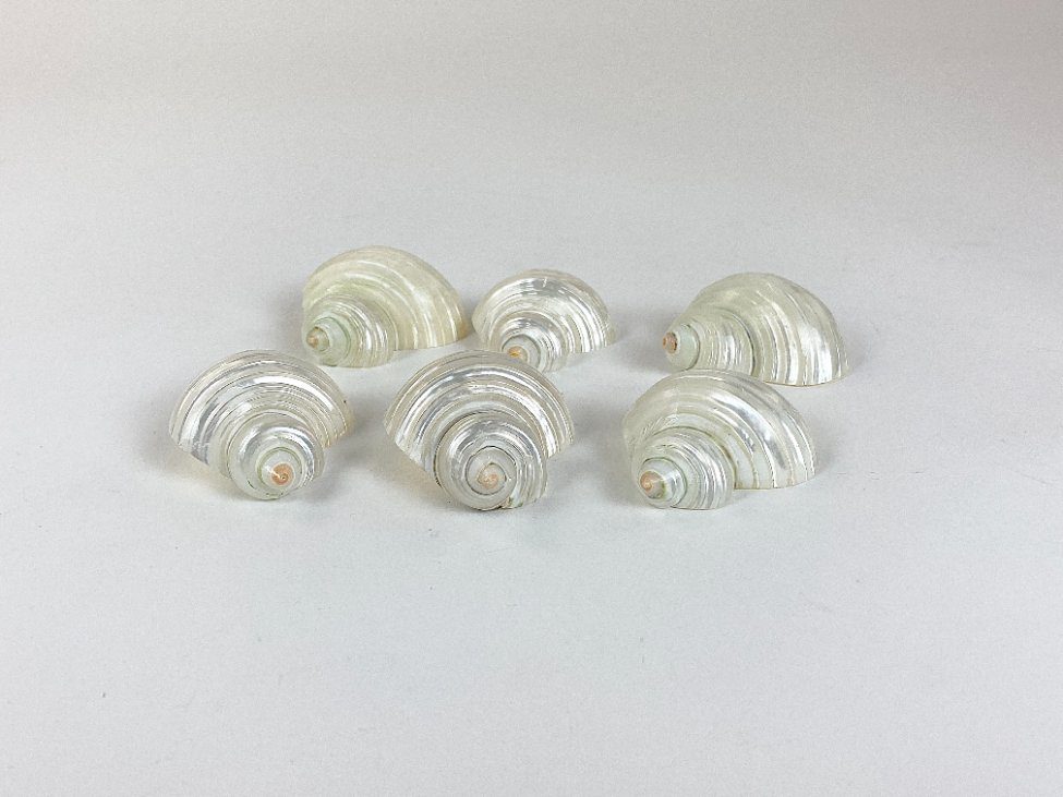 HN2967-gamtos-objektai-2 Šlifuotos jūrinių sraigių kriauklės 6 vnt. komplektas 5,5×5,5×3 cm