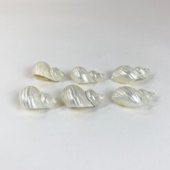 Šlifuotos jūrinių sraigių kriauklės 6 vnt. komplektas 5,5×5,5×3 cm