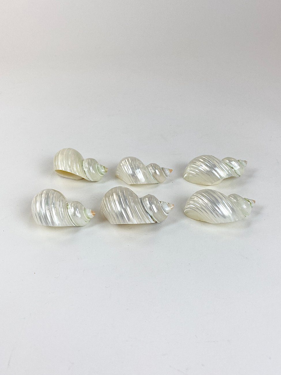 HN2967-gamtos-objektai-3 Šlifuotos jūrinių sraigių kriauklės 6 vnt. komplektas 5,5×5,5×3 cm