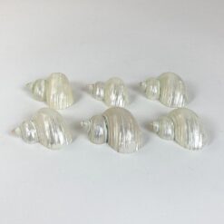Šlifuotos jūrinių sraigių kriauklės 6 vnt. komplektas 5,5×5,5×3 cm