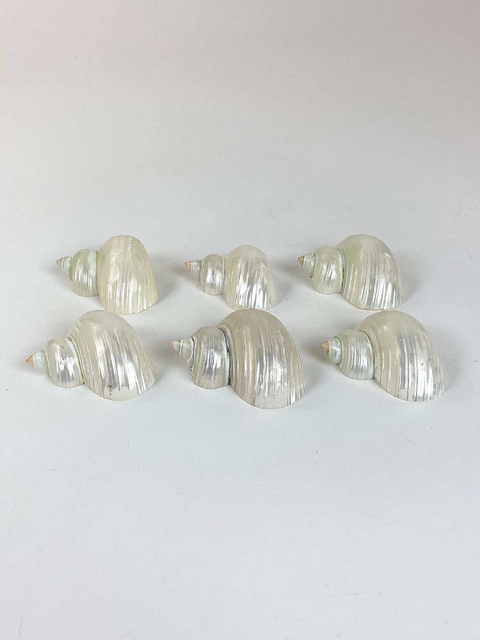 HN2967-gamtos-objektai-4 Šlifuotos jūrinių sraigių kriauklės 6 vnt. komplektas 5,5×5,5×3 cm