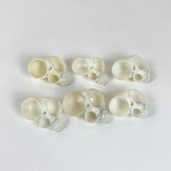 Šlifuotos jūrinių sraigių kriauklės 6 vnt. komplektas 5,5×5,5×3 cm