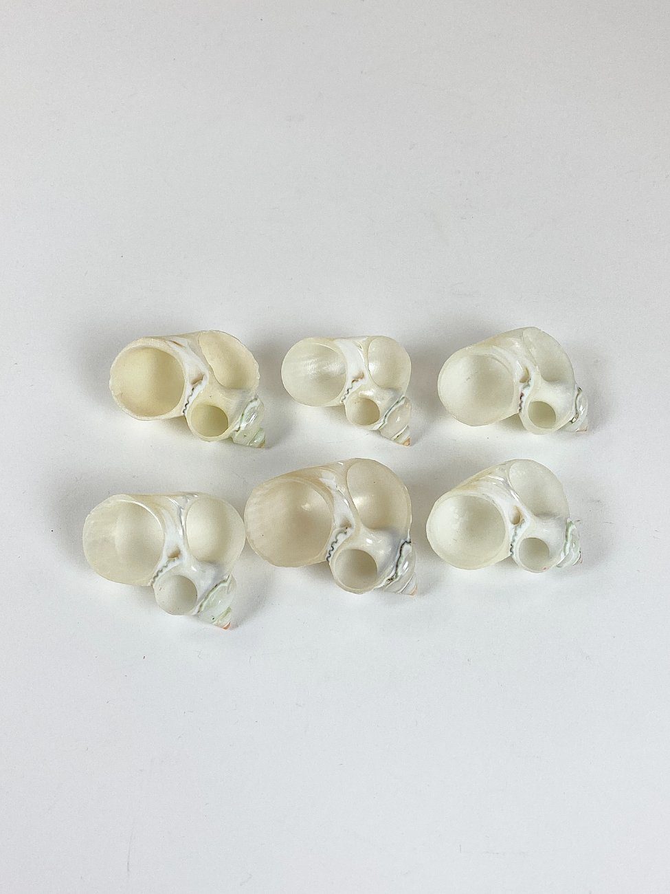 HN2967-gamtos-objektai-5 Šlifuotos jūrinių sraigių kriauklės 6 vnt. komplektas 5,5×5,5×3 cm